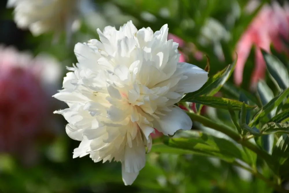 Mutabilis plena - Image 5