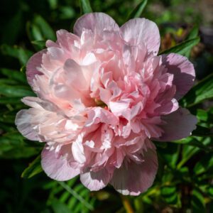 Mutabilis plena