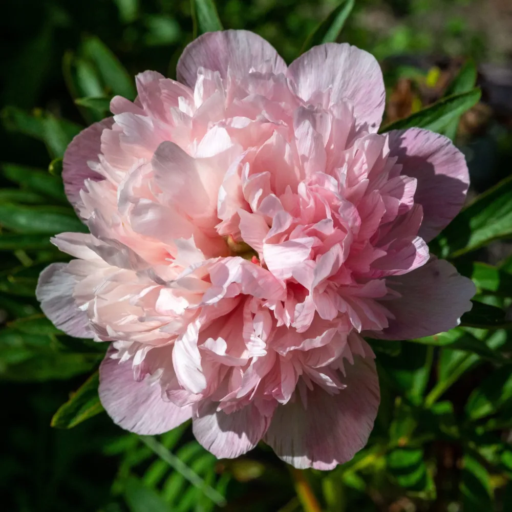 Mutabilis plena