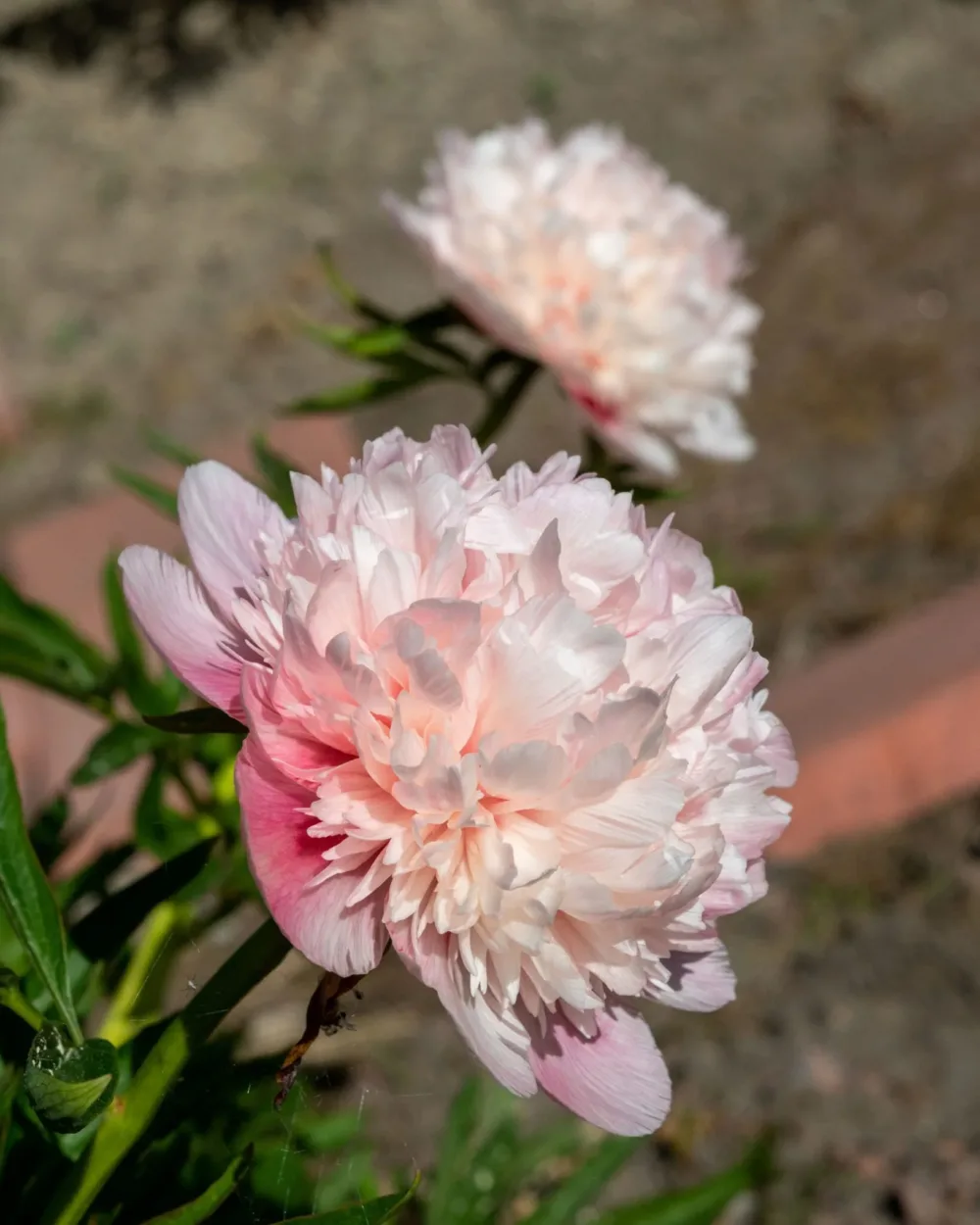 Mutabilis plena - Image 2