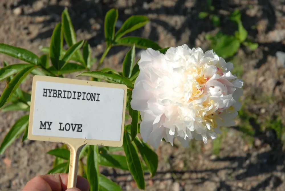 My Love - Image 4