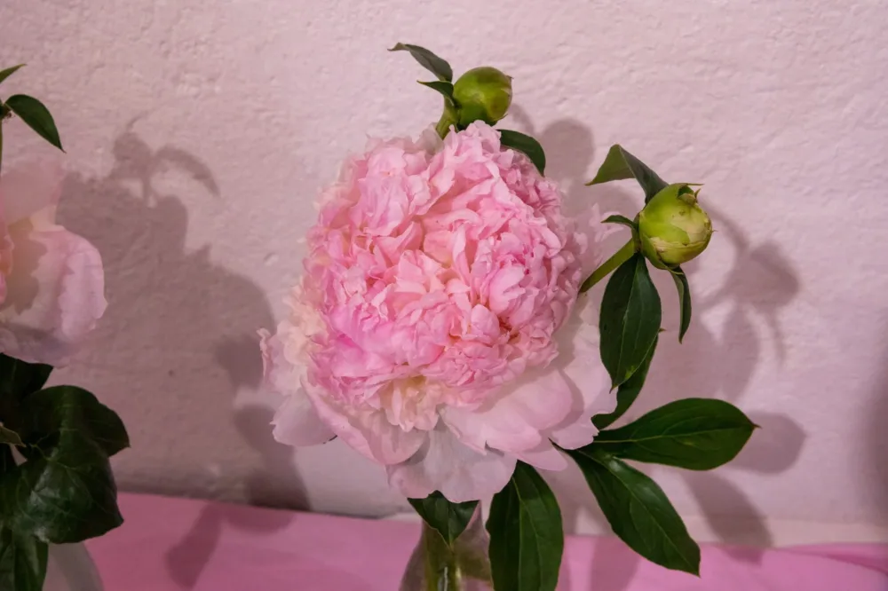 Raspberry Sundae - Image 2