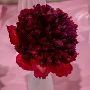 Red Grace