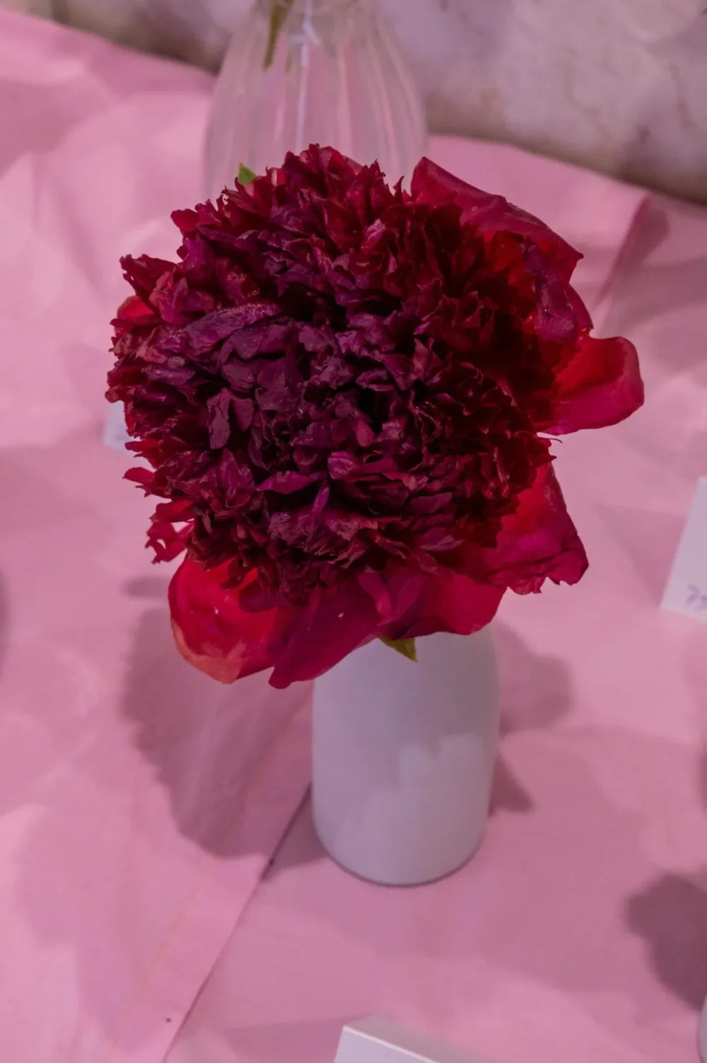 Red Grace - Image 5