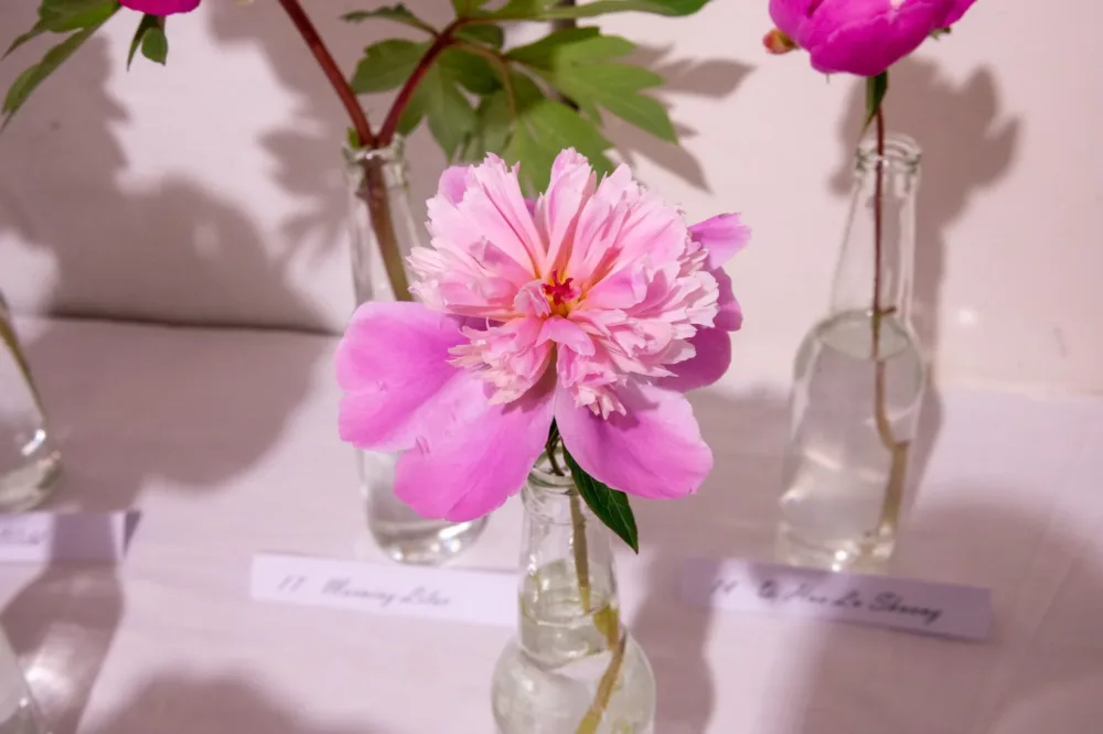 Sorbet - Image 10