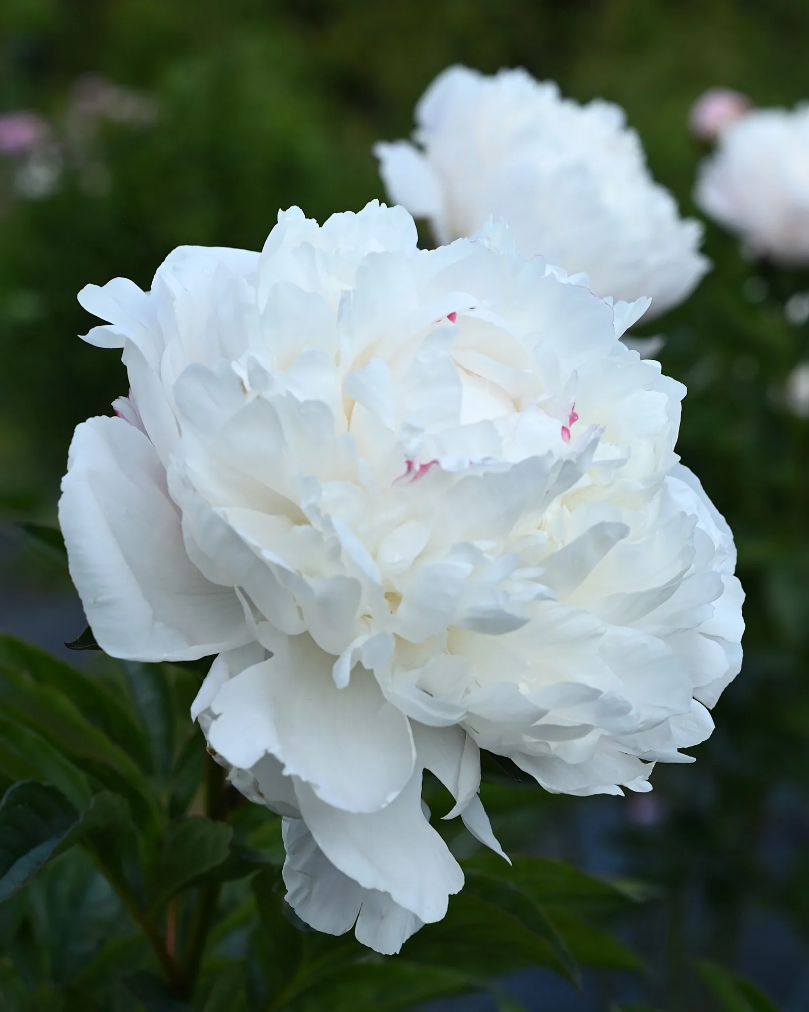 Nick Shaylor - Image 3