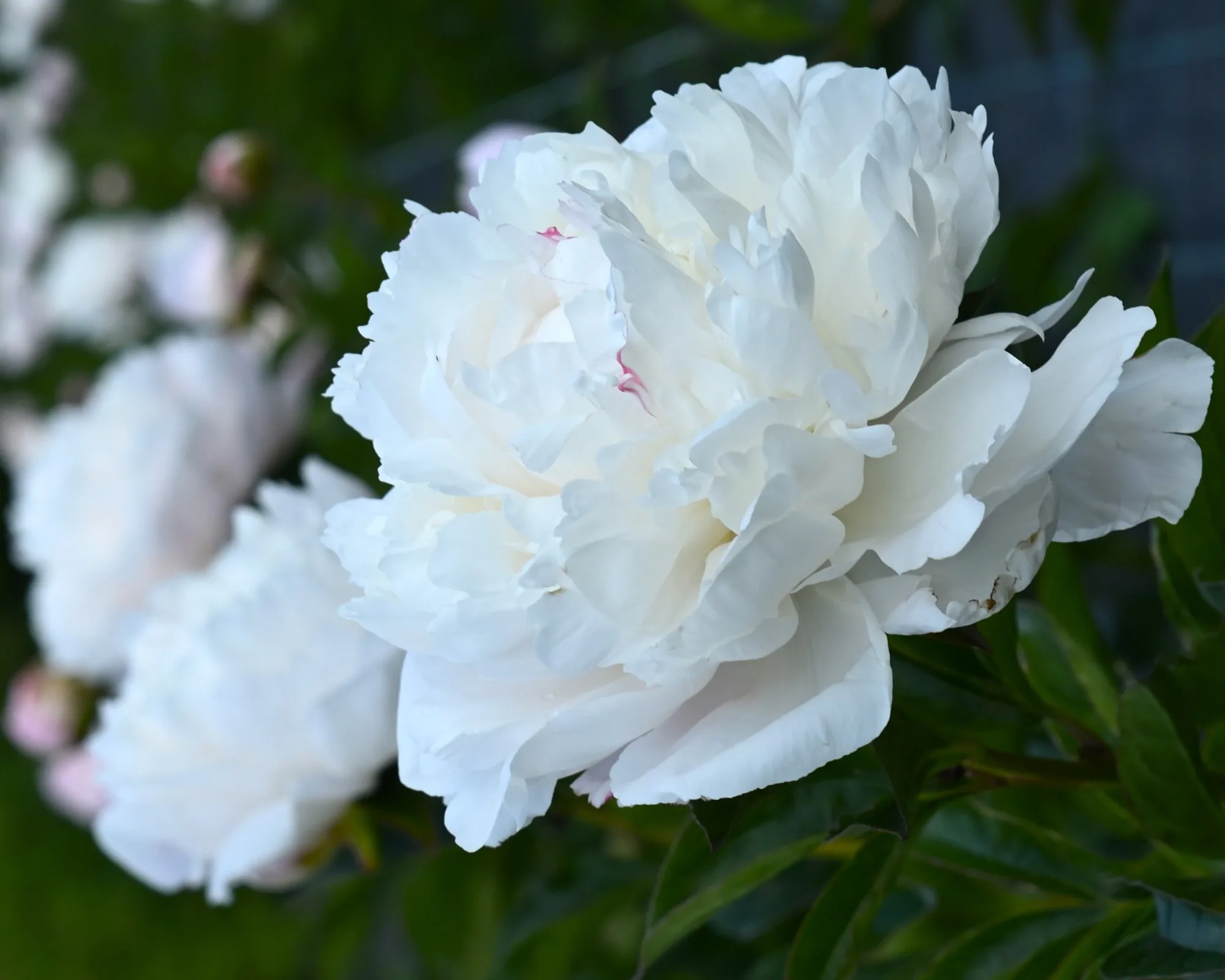 Nick Shaylor - Image 2