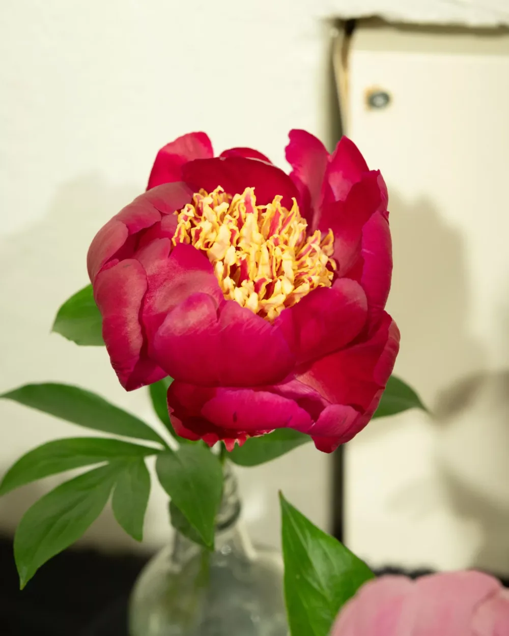 Nippon Beauty - Image 2