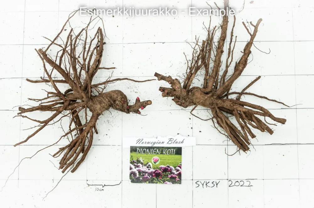 Norwegian Blush - Image 3