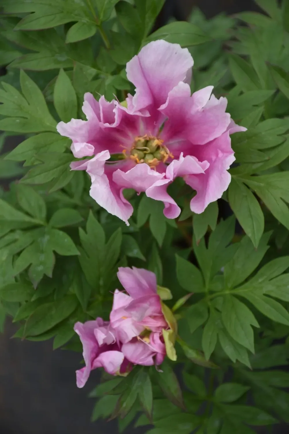 Norwegian Blush - Image 2