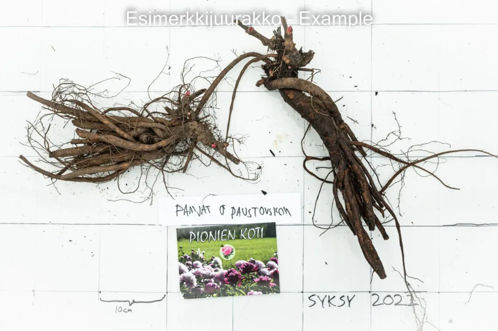Pamjat o Paustovskom - Bild 11