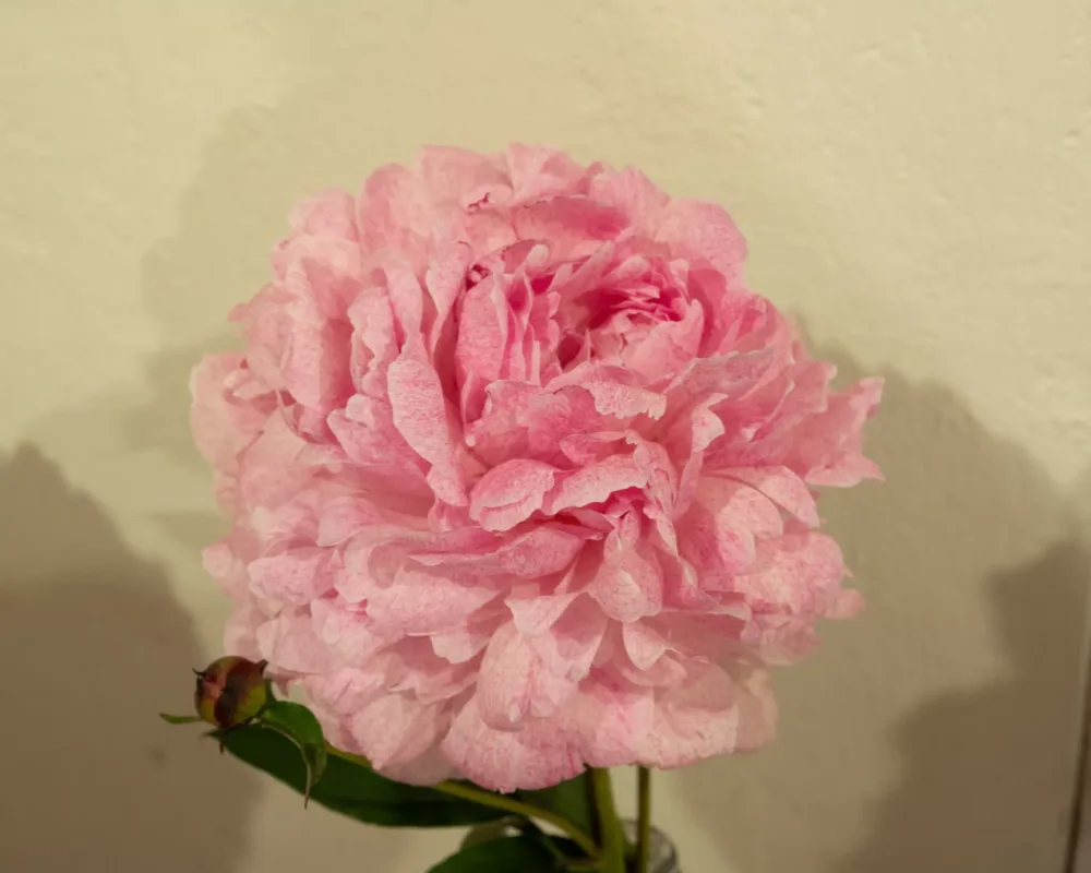 Pietertje Vriend Wagenaar - Image 2
