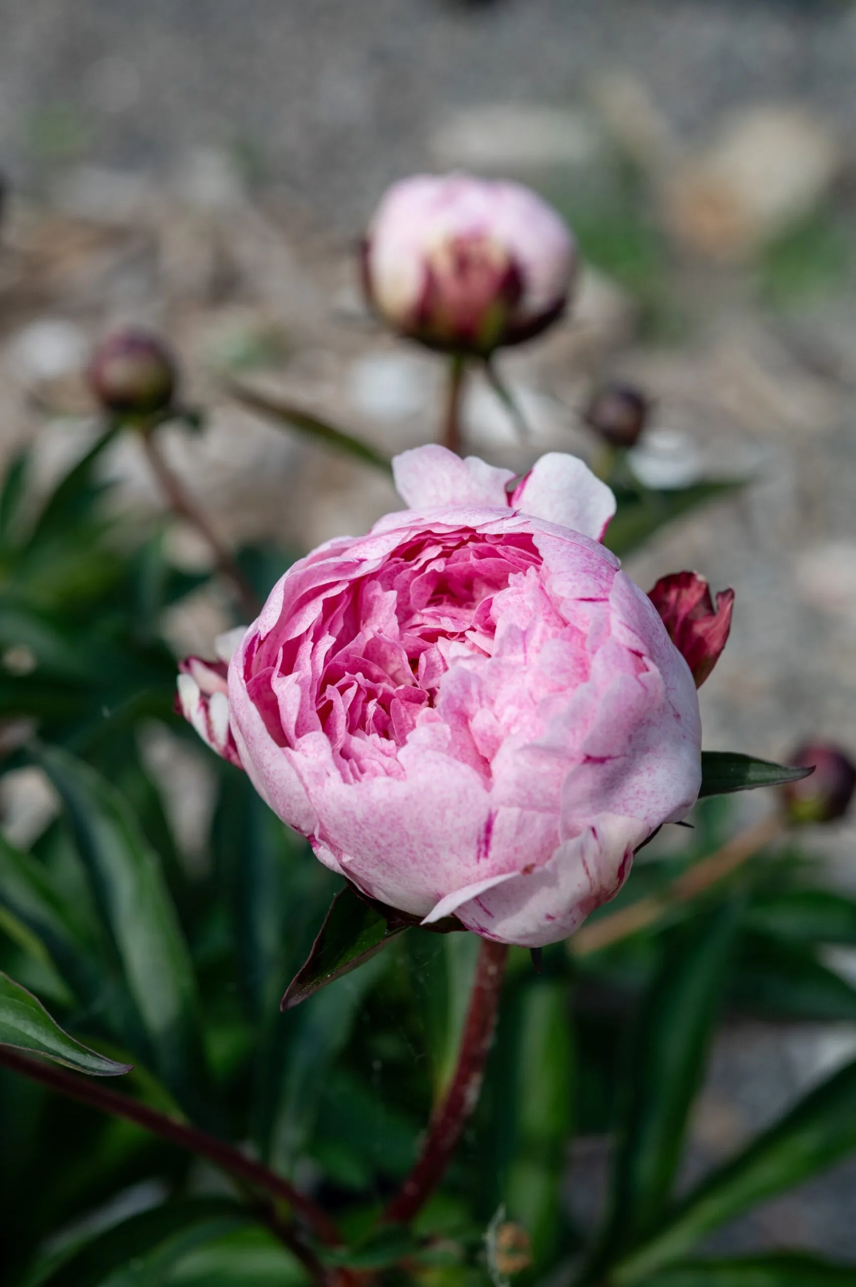 Pietertje Vriend Wagenaar - Image 5