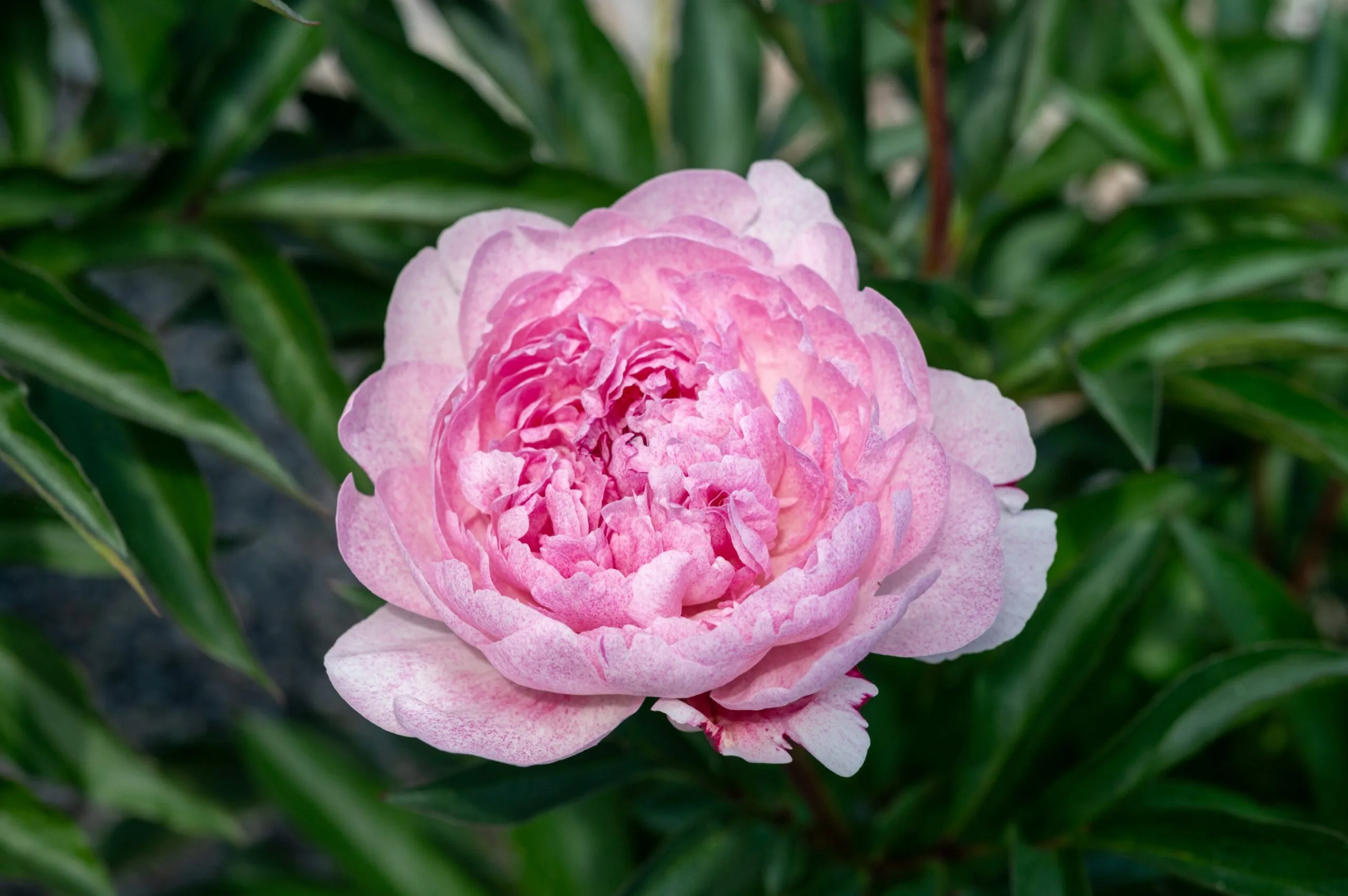 Pietertje Vriend Wagenaar - Image 6