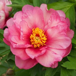 Pink Double Dandy