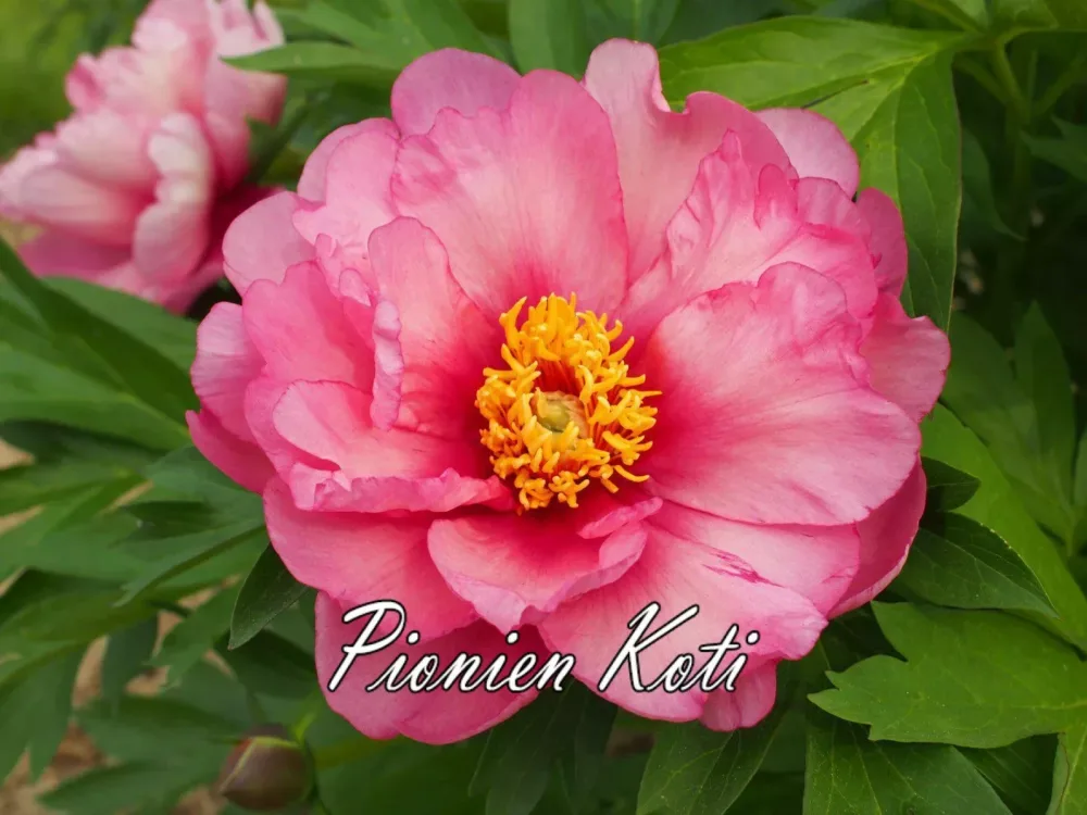 Pink Double Dandy