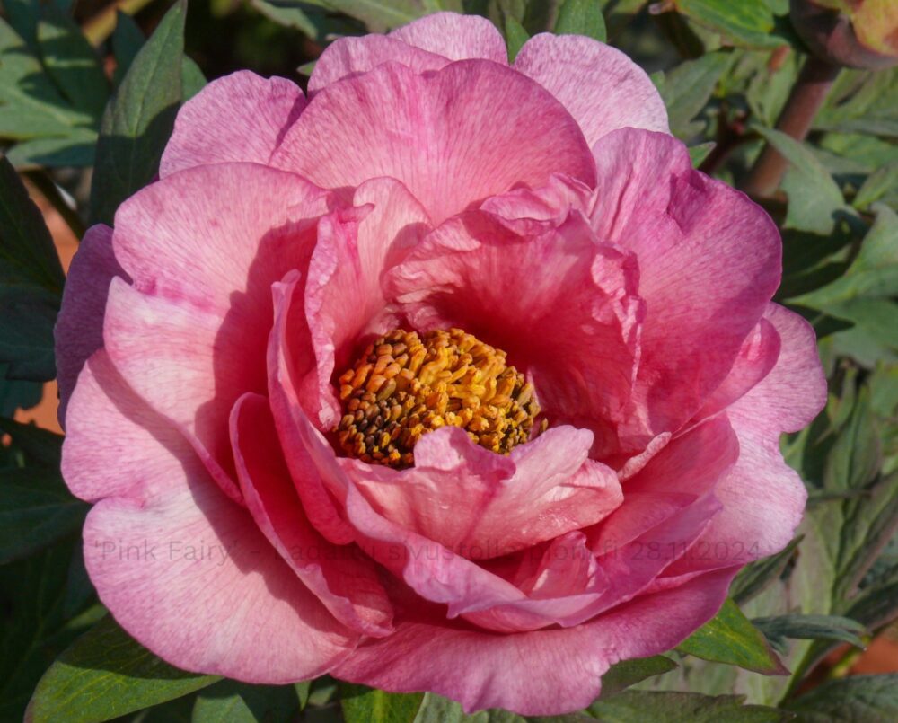 Pink Fairy