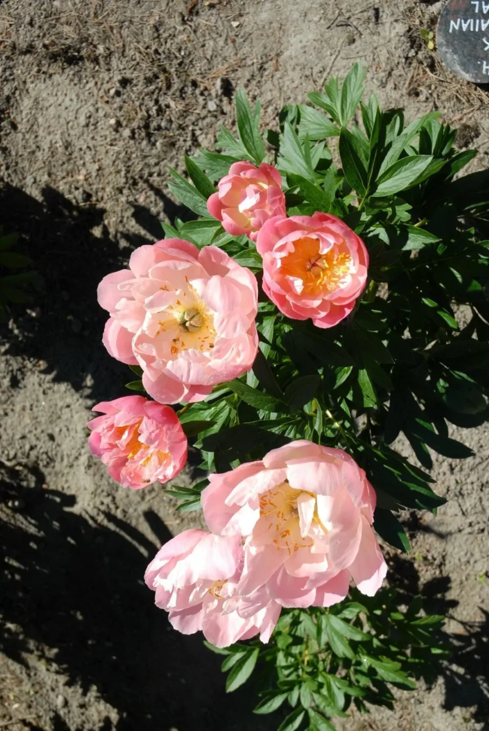 Pink Hawaiian Coral - Image 2