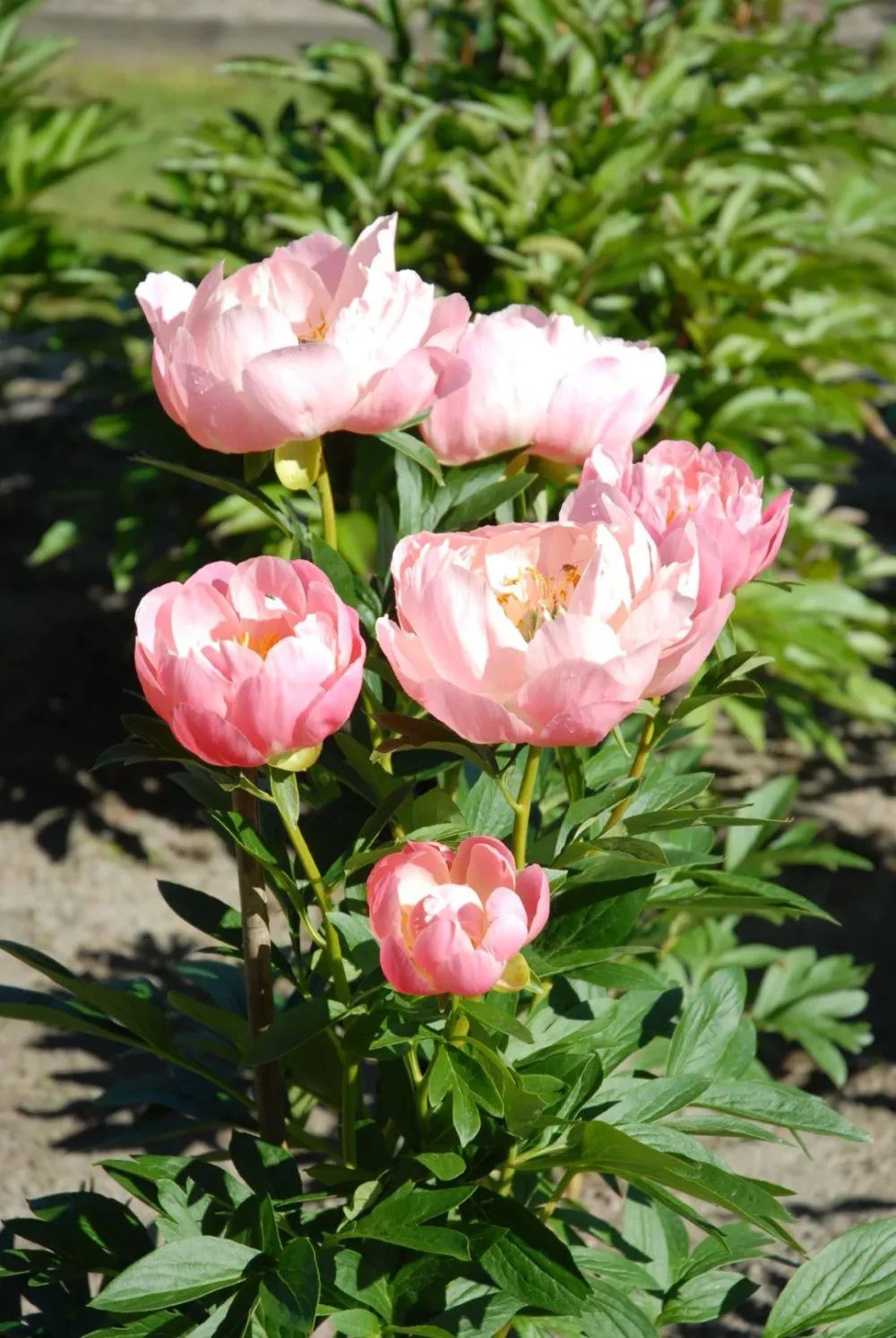 Pink Hawaiian Coral - Image 5
