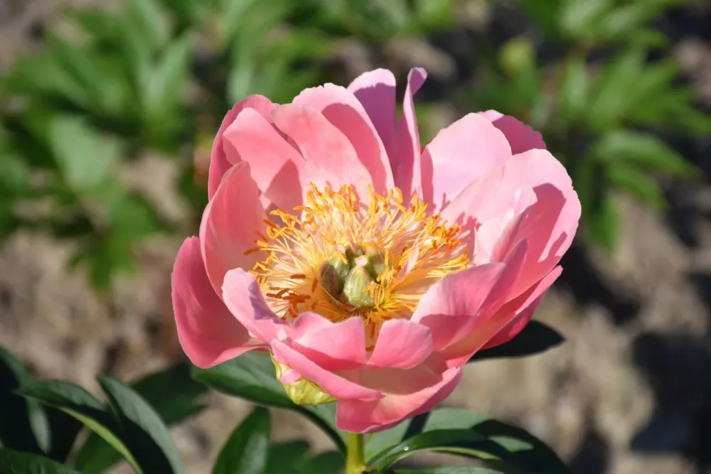 Pink Hawaiian Coral - Image 6