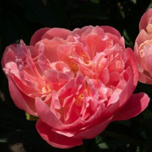 Pink Hawaiian Coral
