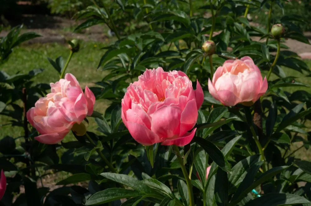 Pink Hawaiian Coral - Image 7