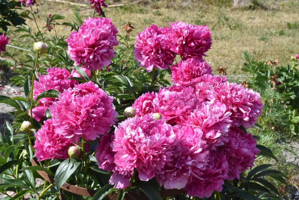 Pink Jazz - Image 4