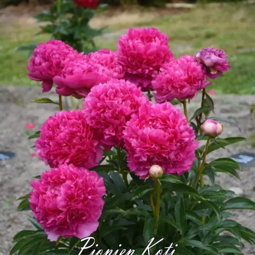 Pink Jazz