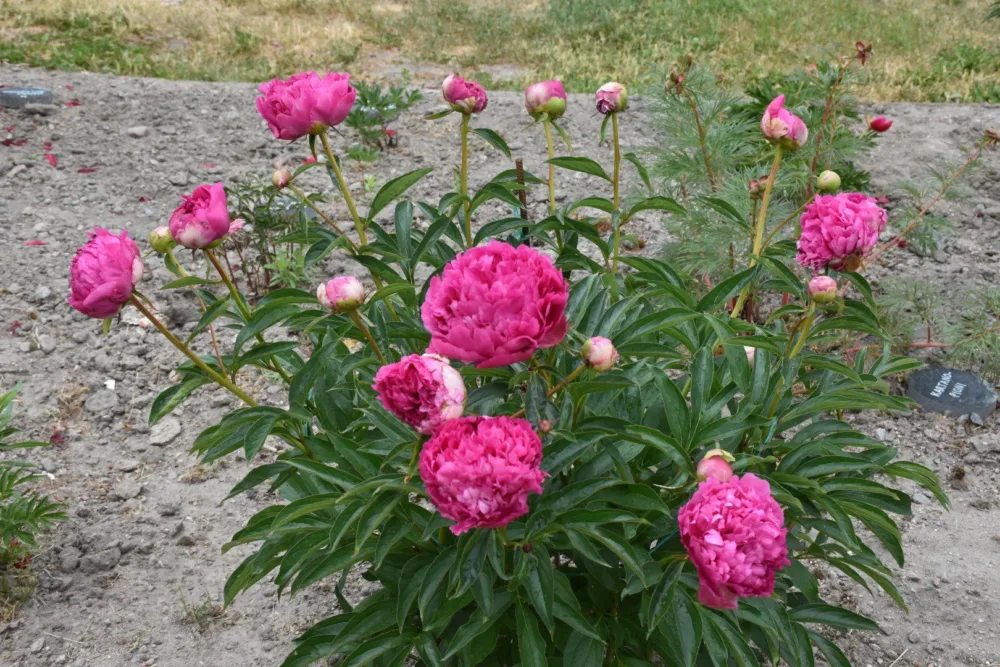 Pink Jazz - Image 2