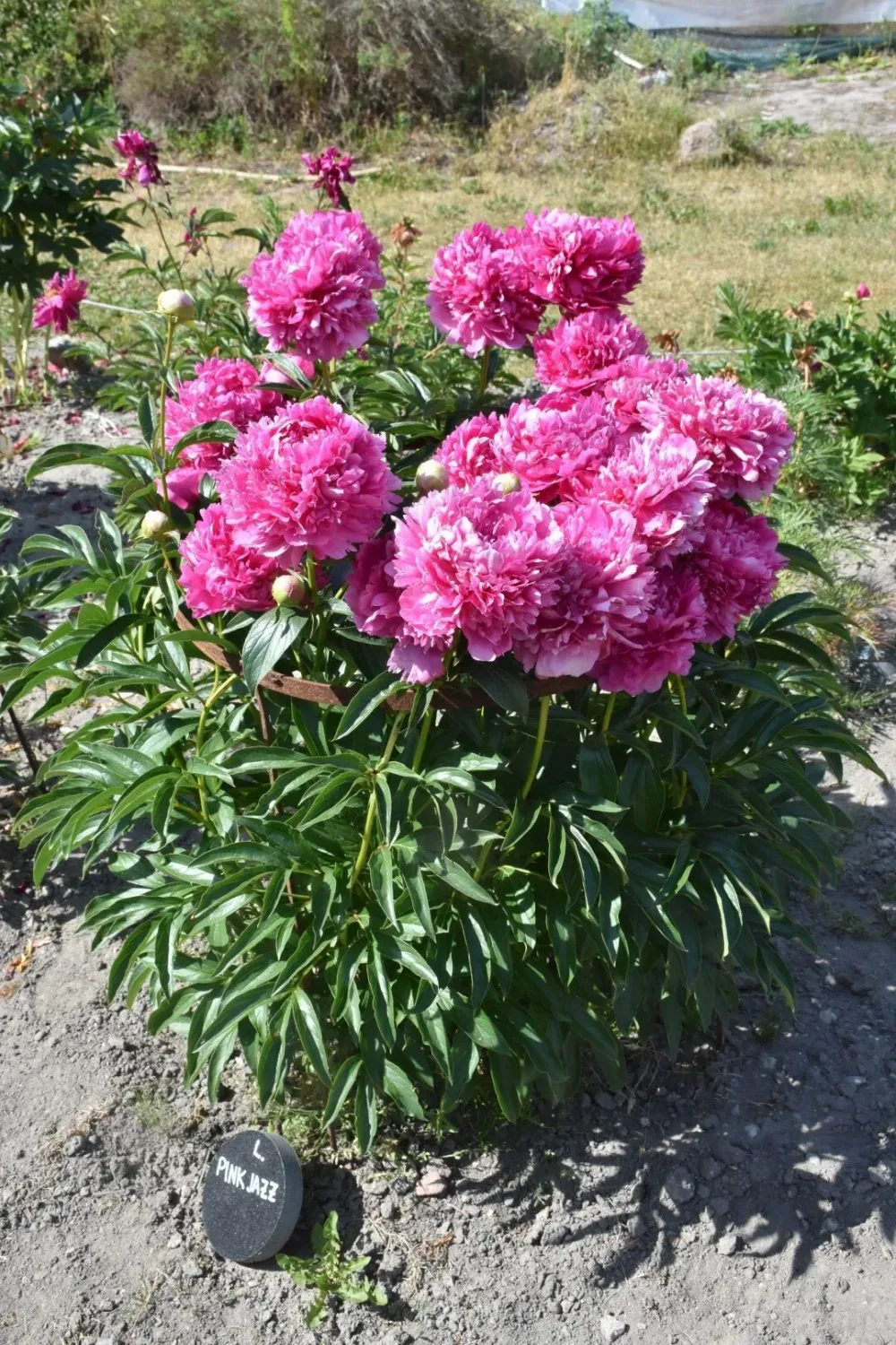Pink Jazz - Image 3