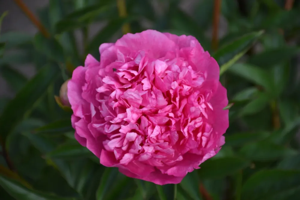Pink Jazz - Image 8