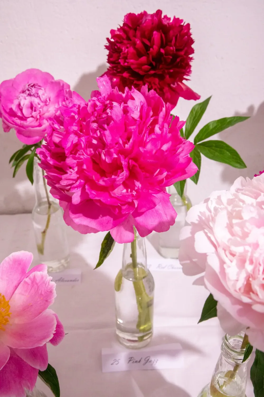 Pink Jazz - Image 9