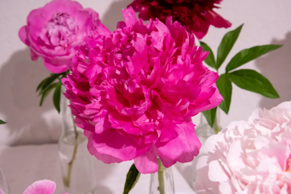 Pink Jazz - Image 11
