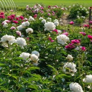 All peonies