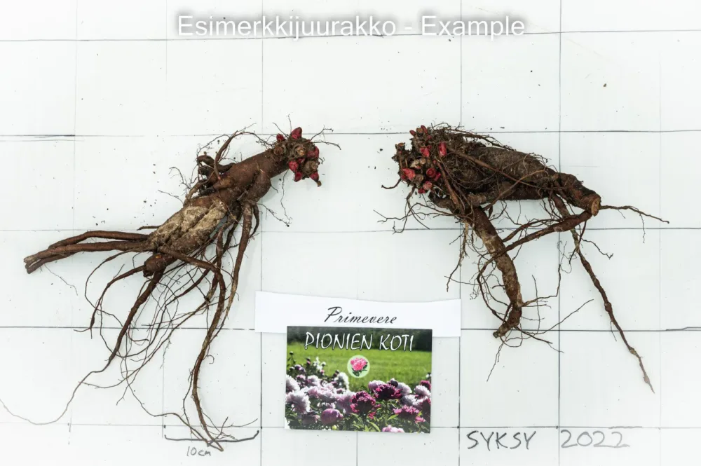 Primevere - Image 4