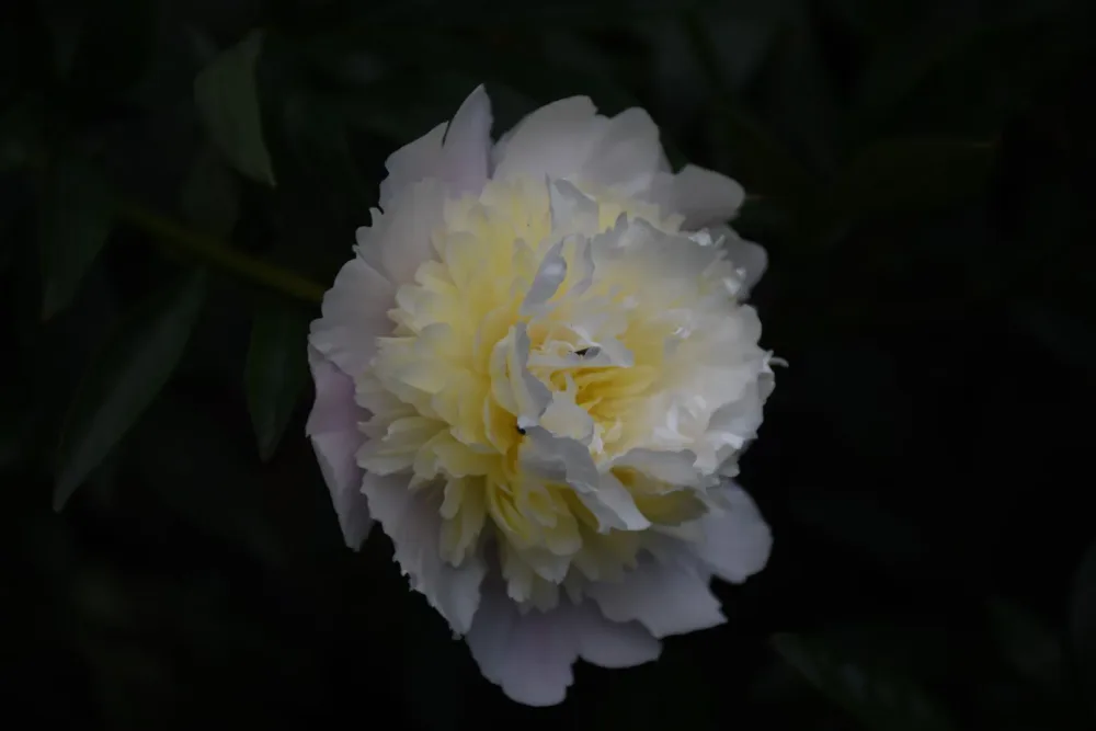 Primevere - Image 2