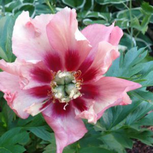 Old Rose Dandy
