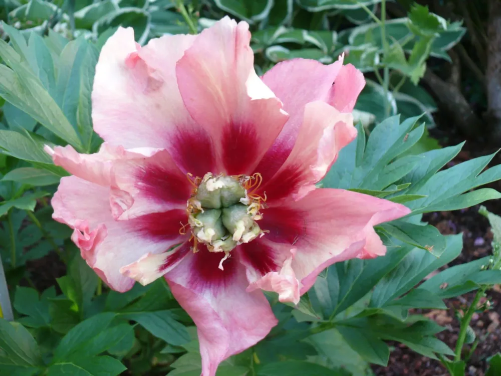 Old Rose Dandy