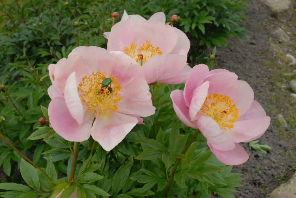 Roselette - Image 5
