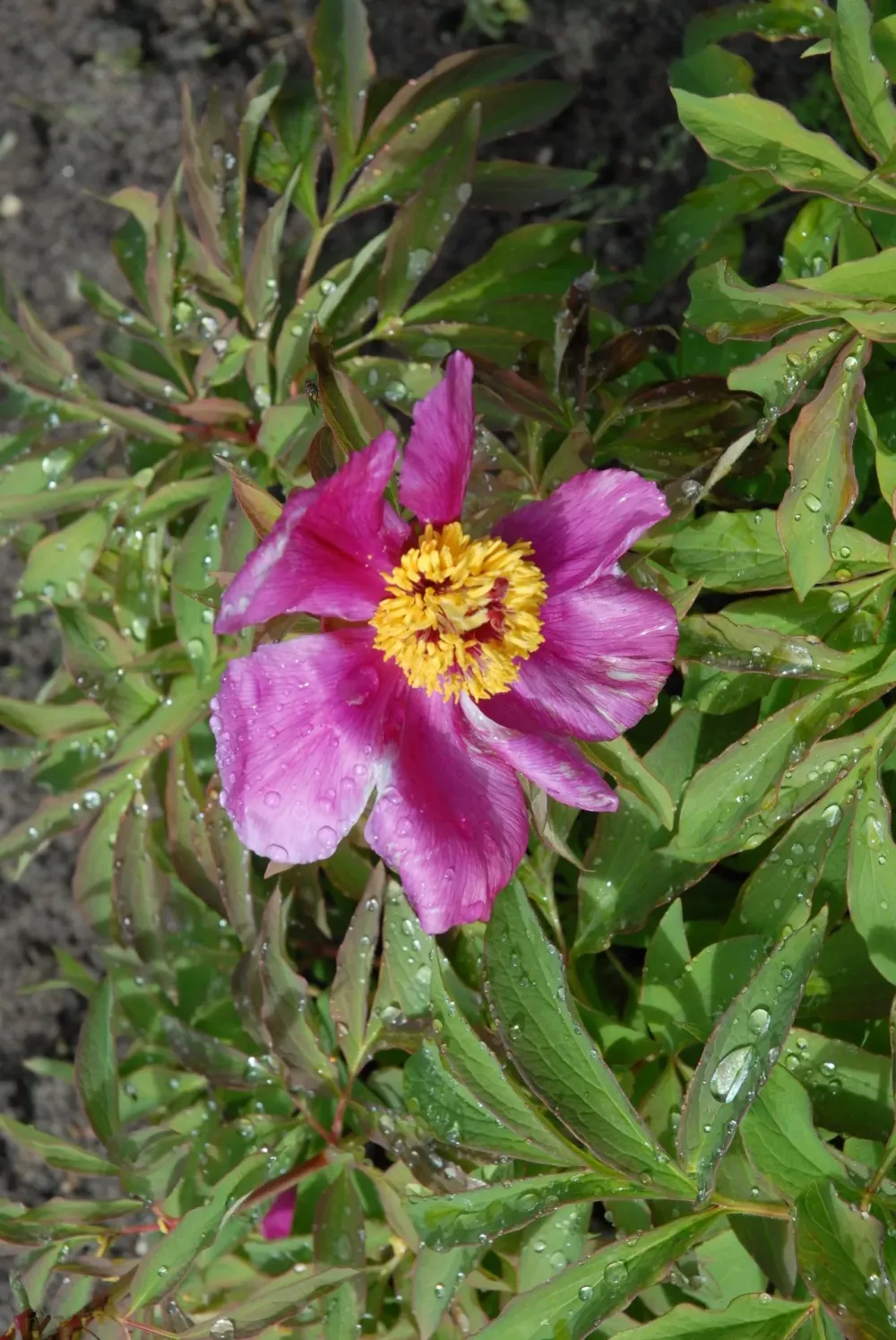 P. banatica - Image 2