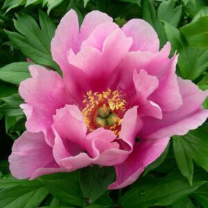 Norwegian Blush