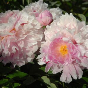 Reine Hortense
