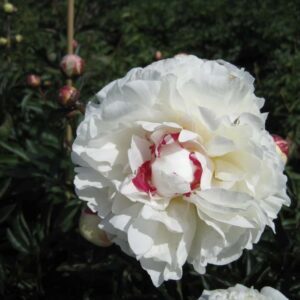 Boule de Neige