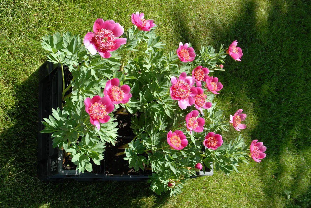 Vuokkopioni - Image 6