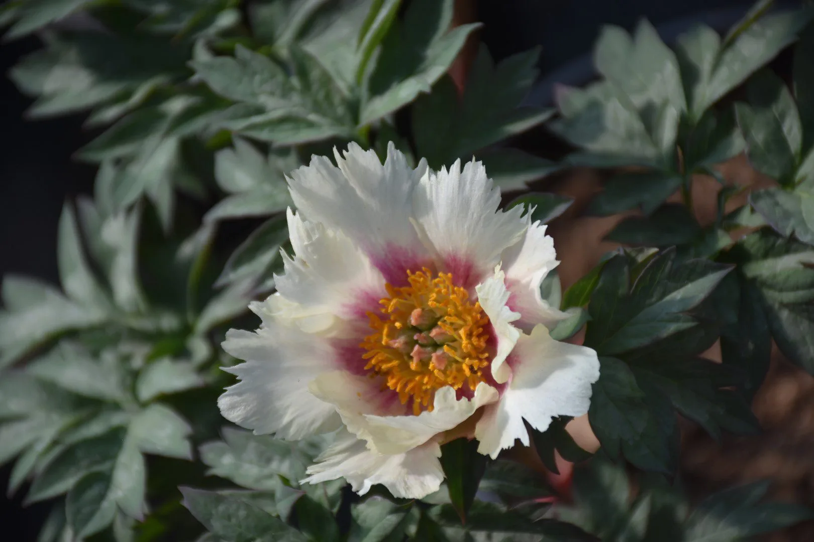 Queen of Hearts - Image 3