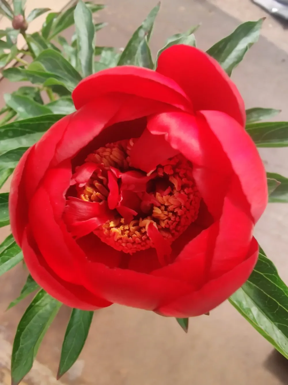 Red Red Rose - Image 2