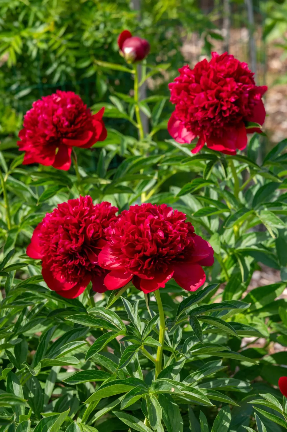 Red Charm - Image 9