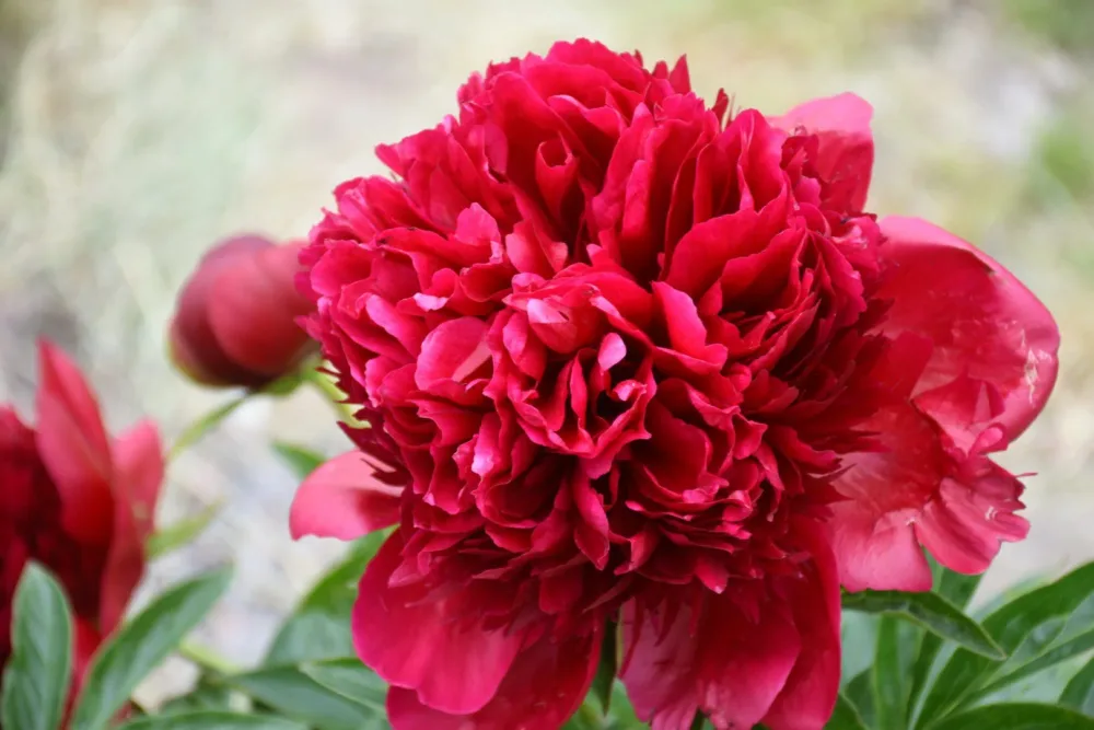 Red Charm - Image 8
