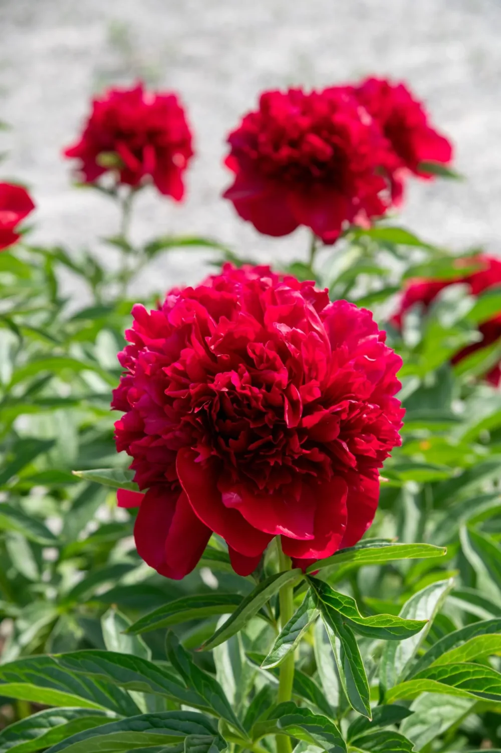Red Charm - Image 6