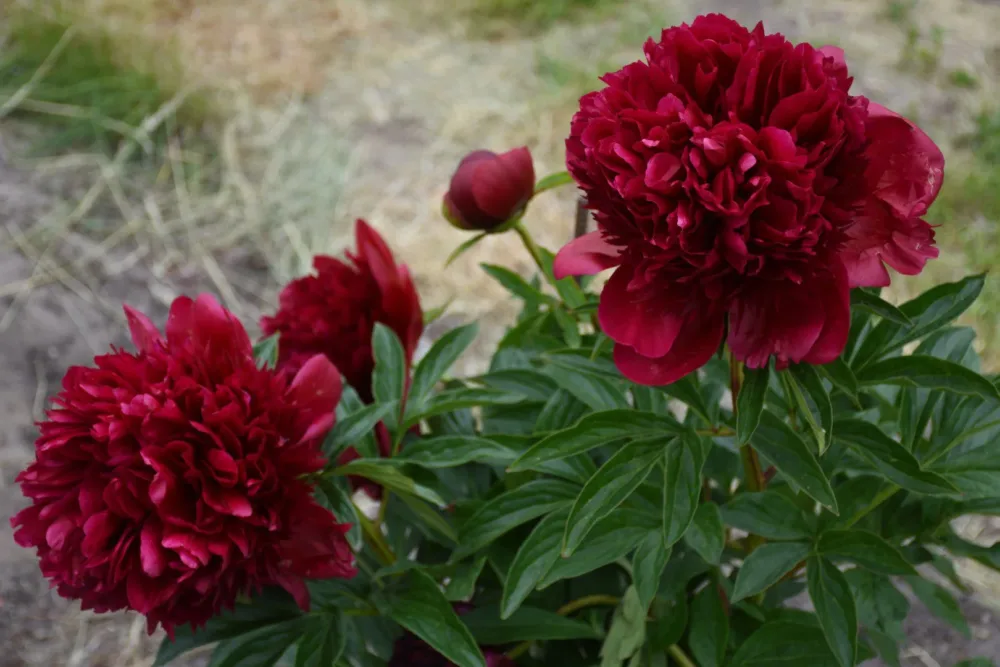 Red Charm - Image 7
